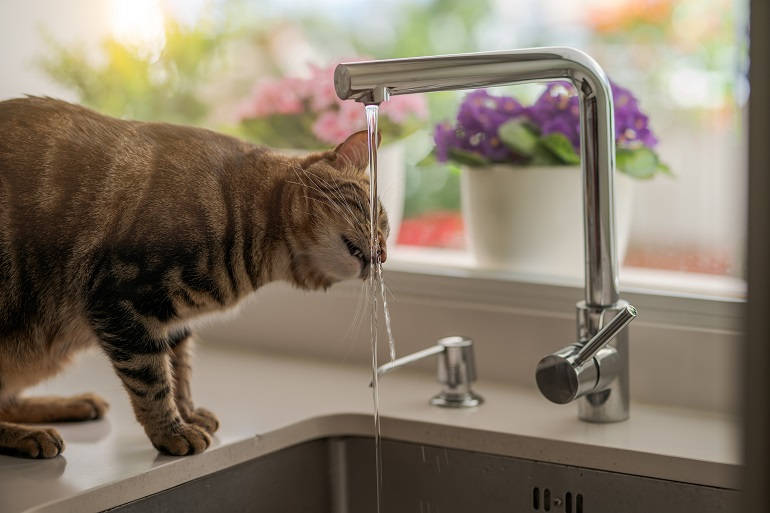 Getigerte Katze trinkt aus Wasserhahn in der Küche