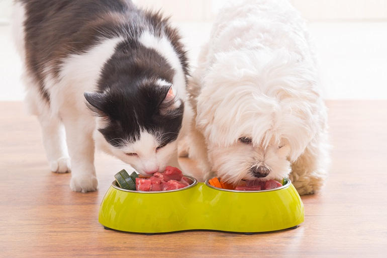 Schwarz-weiße Katze und Malteser Hund fressen nebeneinander aus dem Doppelnapf