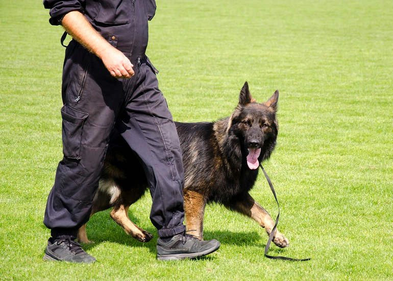 Schäferhund läuft neben Hundetrainer bei Fuß