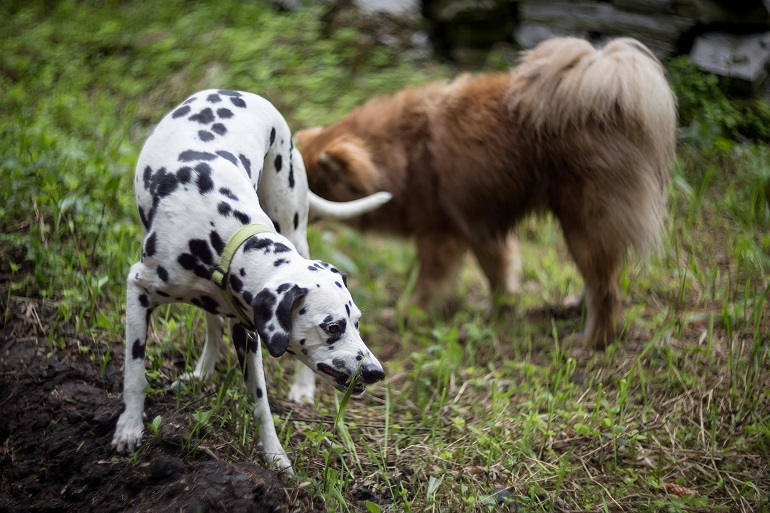 Hunde aneinander gewöhnen So klappt die Vergesellschaftung Petlindo
