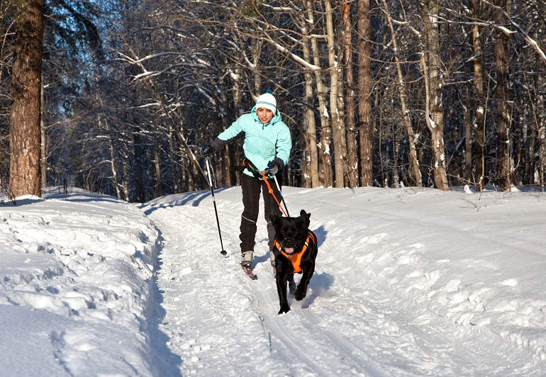 Frau und Hund beim Skijöring