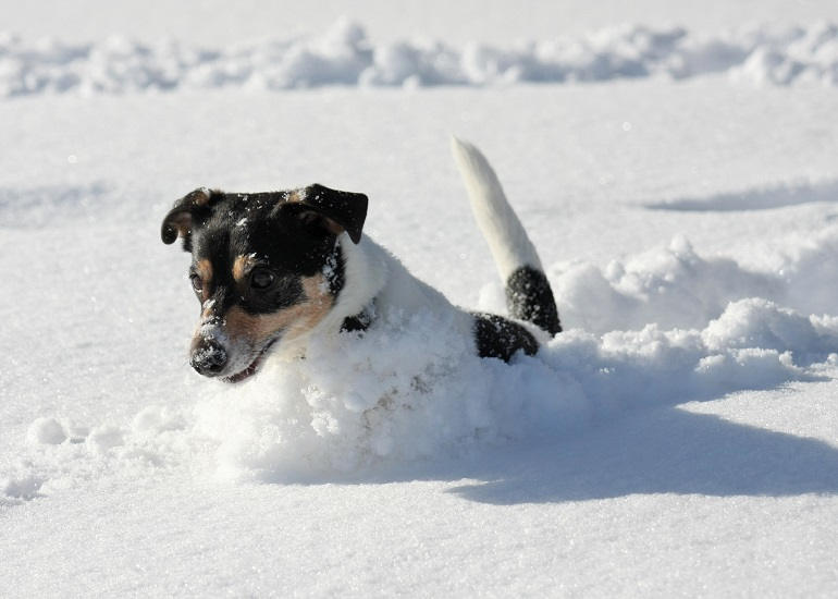 Jack Russell Terrier springt im Schnee umher