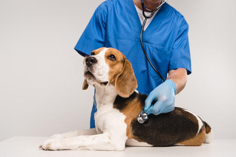 Tierarzt hört Beagle ab