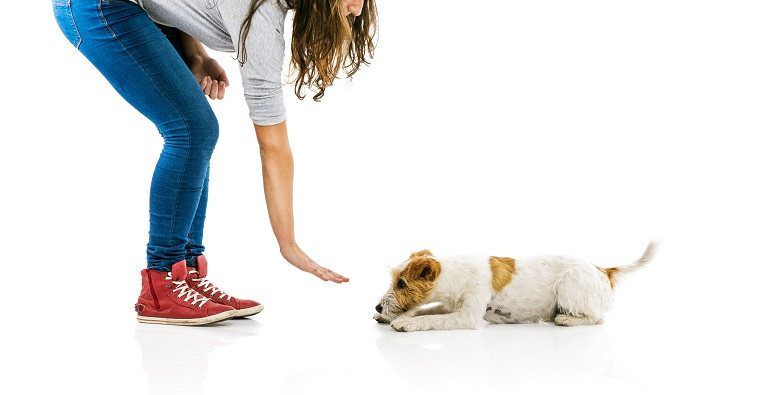 Die 8 wichtigsten Kommandos für deinen Hund Petlindo