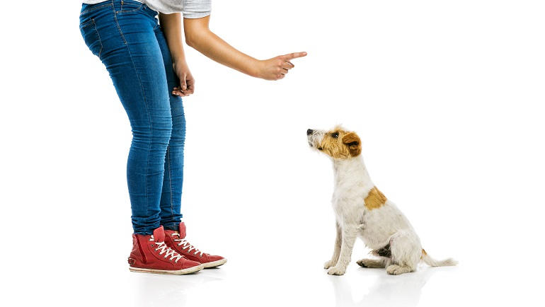 Die 8 wichtigsten Kommandos für deinen Hund Petlindo