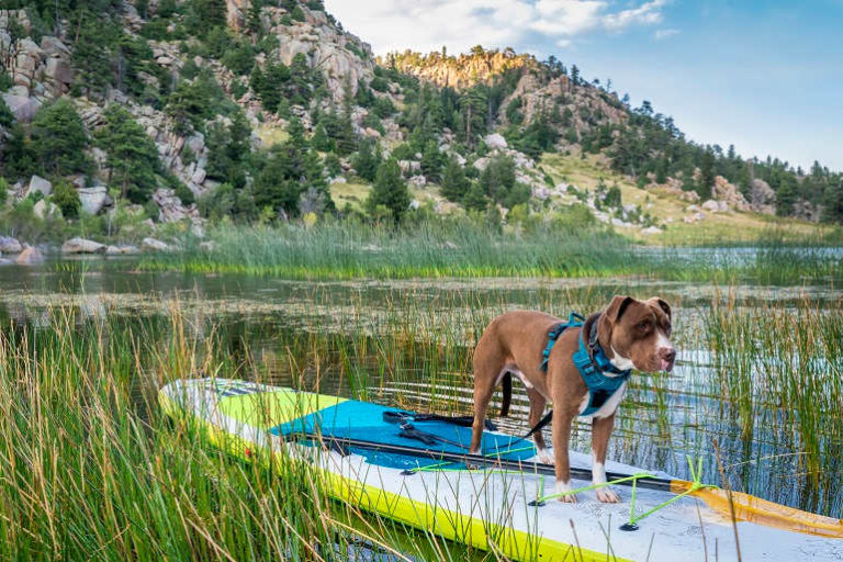 Stand Up Paddling mit Hund Petlindo
