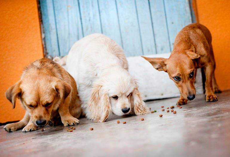 Drei Hunde fressen Trockenfutter vom Boden