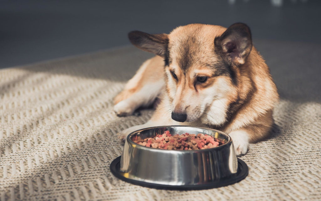 Corgi liegt auf einem beigen Teppich vor seinem Napf gefüllt mit Trockenfutter und sieht es an.
