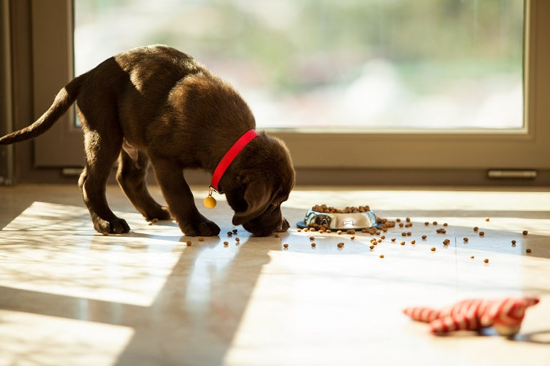Kleiner schokofarbiger Labradorwelpe frisst Tockenfutter vom Boden.