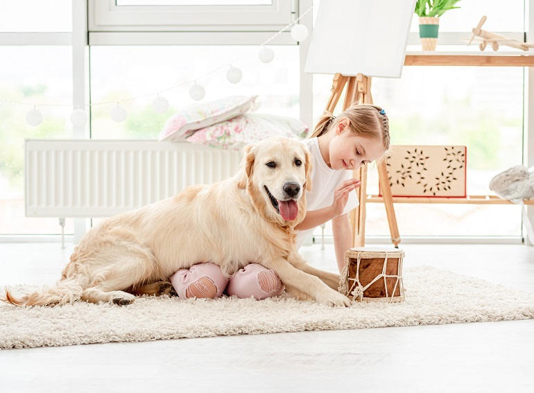 Kleines Mädchen spielt mit Golden Retriever