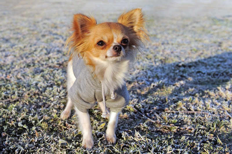 Braun-weißer Langhaar-Chihuahua im Hundepullover auf einer Wiese mit Morgenfrost.