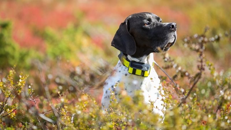 Tractive GPS Tracker für Hunde mit Aktivitätstracking (Modell 2020