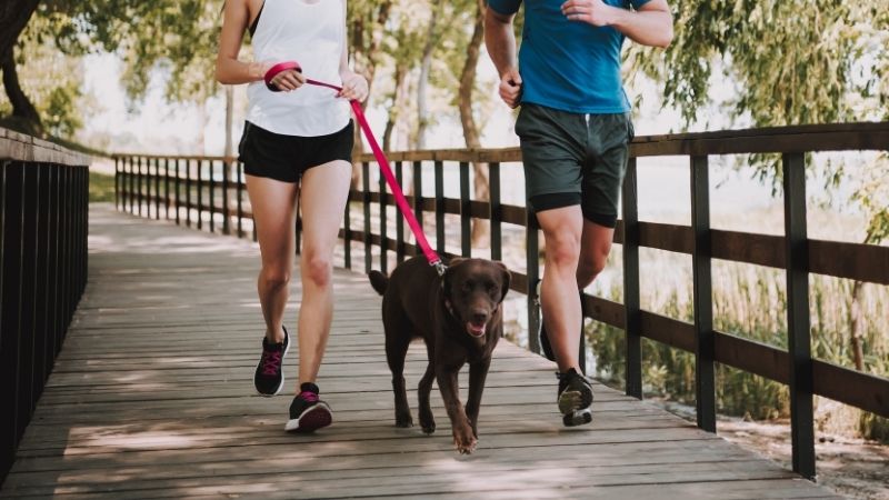 Joggen mit Hund Petlindo