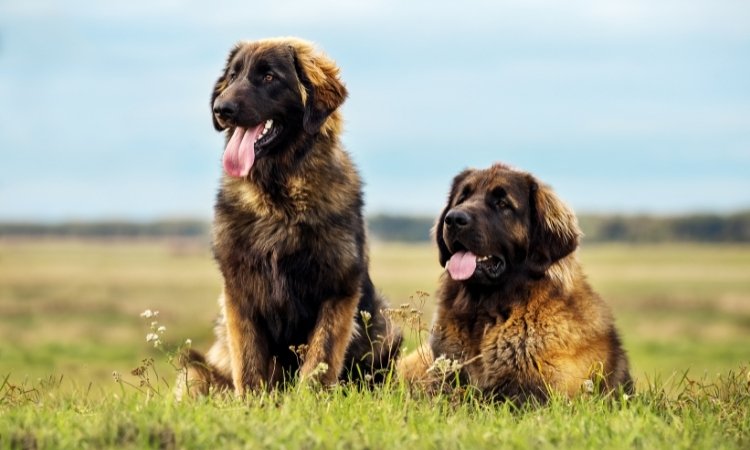 Ein auf der Wiese sitzender und ein liegender Hund der Rasse Leonberger