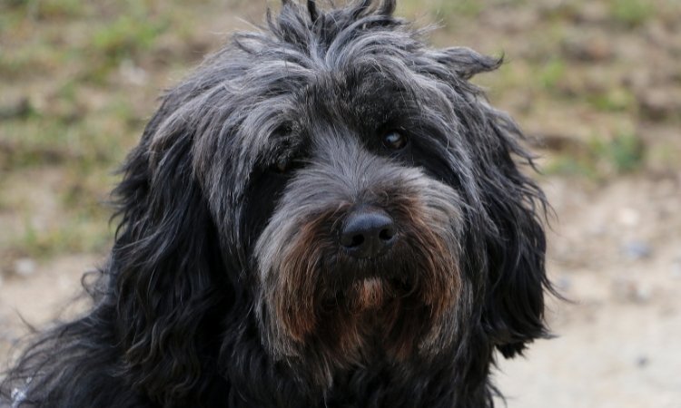 Profilaufnahme eines schwarzen Tibet Terriers
