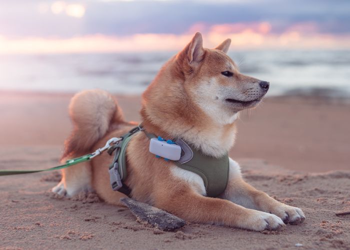 Shiba Inu am Strand mit GPS Tracker am Brustgeschirr