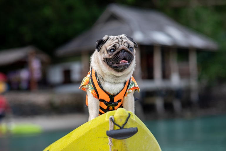 Mops mit Hundeschwimmweste steht an der Spitze eines gelben SUPs