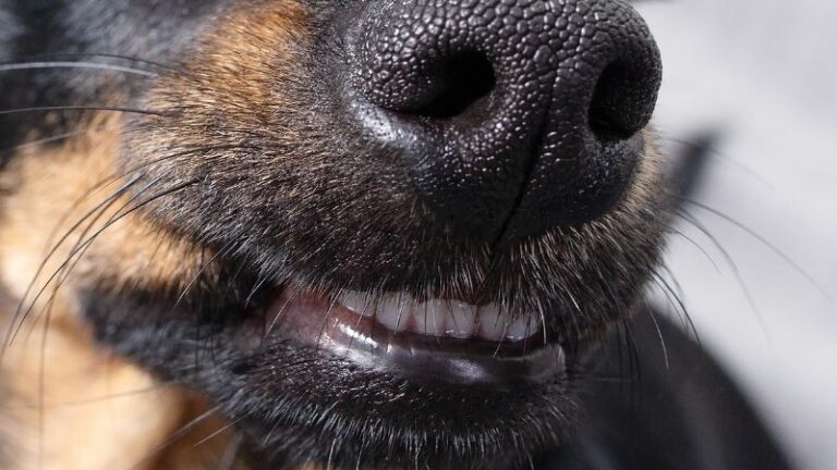 Hund Klappert Mit Den Zähnen Video Hund klappert mit den Zähnen - 4 häufige Ursachen! Petlindo