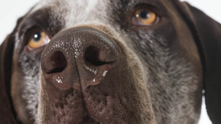 Hund Läuft Die Nase Klare Flüssigkeit petlindo.com