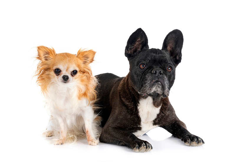 ein braun-weißer Lanhaar-Chihuahua sitzt neben einer schwarz-weißen französischen Bulldogge