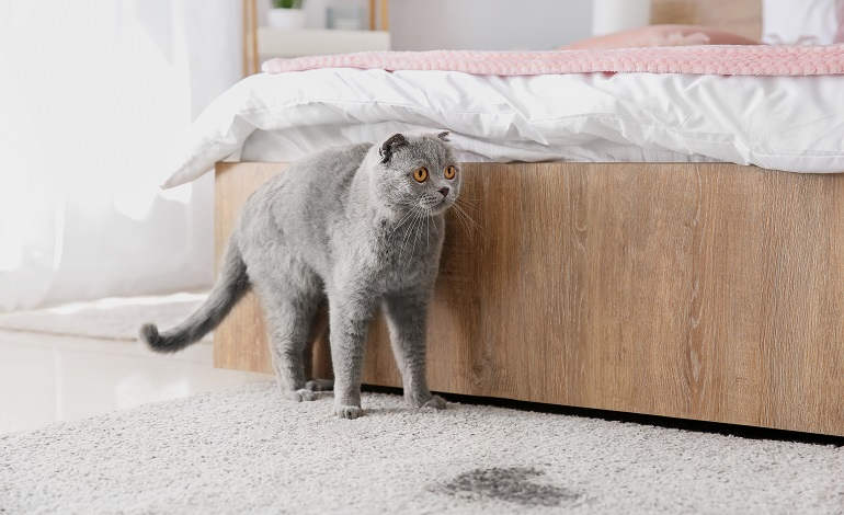 graue Katze steht vor dem Bett vor einem Urinfleck auf dem Teppich