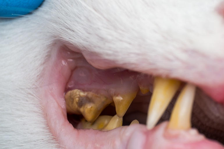 Großaufnahme eines Katzengebisses mit Zahnstein und Parodontitis.